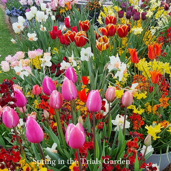 Large selection of bulbs