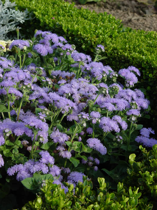 AGERATUM  “BLUE CHAMPION”