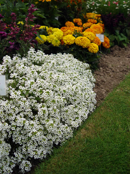 ALYSSUM  “SNOW CHRYSTALS”