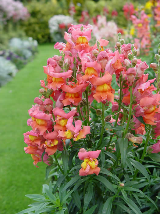 ANTIRRHINUM “Liberty BRONZE”
