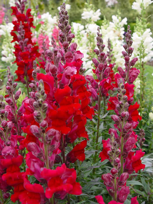 ANTIRRHINUM “Liberty CRIMSON”