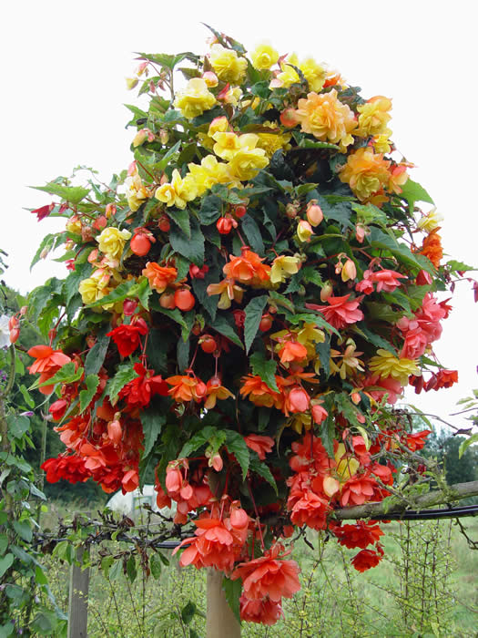 BEGONIA  “ILLUMINATION ”