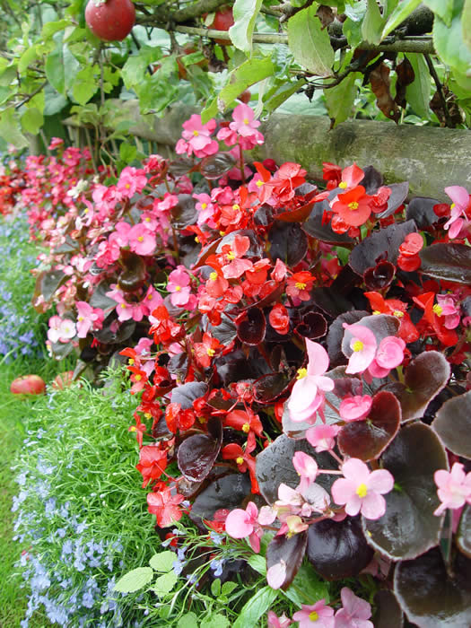 BEGONIA  Dark leaved or green leaved