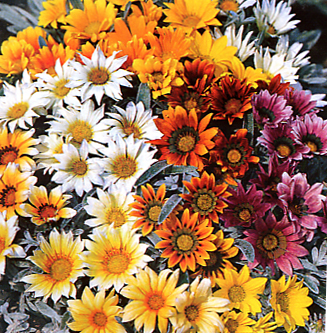 GAZANIA  “TALENT MIXED”