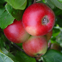 Apples - Red Devil
