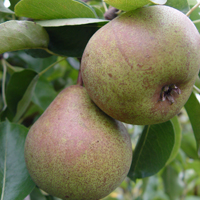 Pears - Catillac